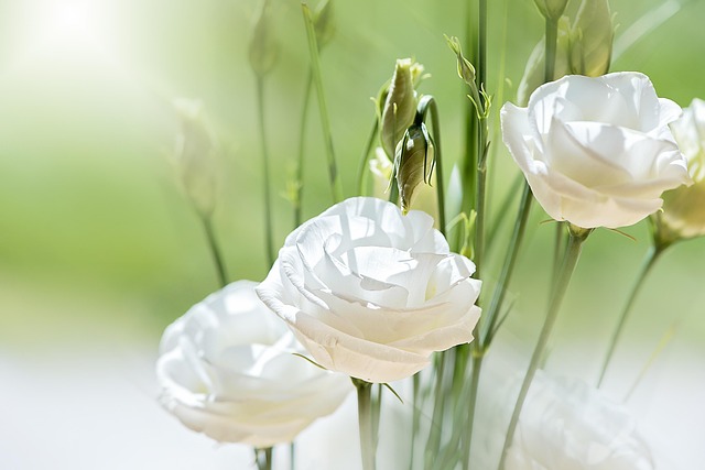 母の日に贈るリシアンサスの花束イメージ